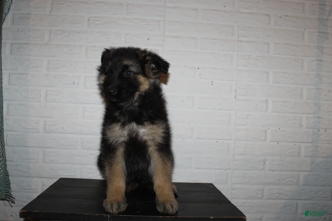 German Shepherd dogs for sale: Greta - Ad 6