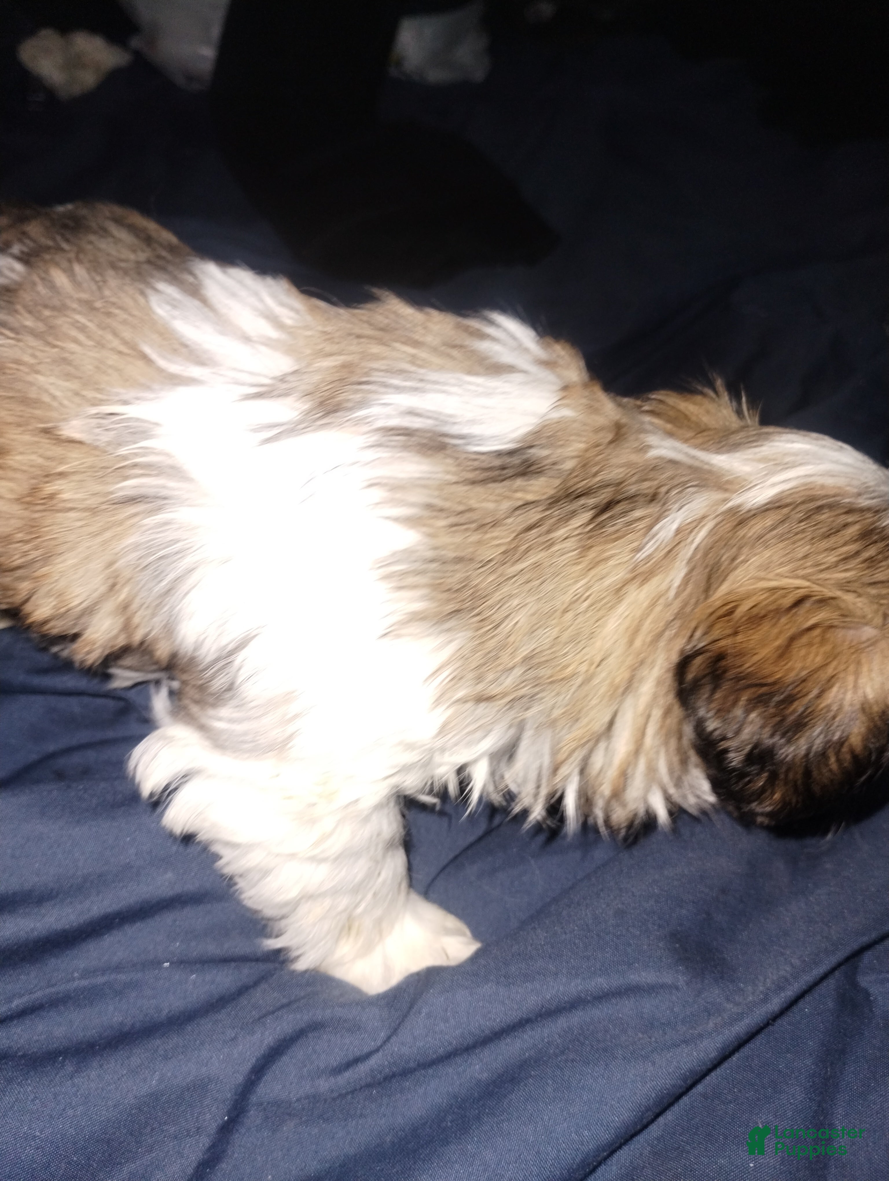 Teddy Bear dogs Teddy Bear Puppy 3 - Ad 42