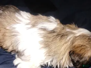 Teddy Bear dogs Teddy Bear Puppy 3 - Ad 42