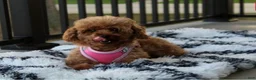 Toy Poodle dogs for sale: Kali - Ad 12