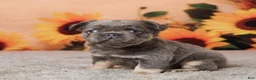 French Bulldog dogs for sale: Bingo - Ad 2