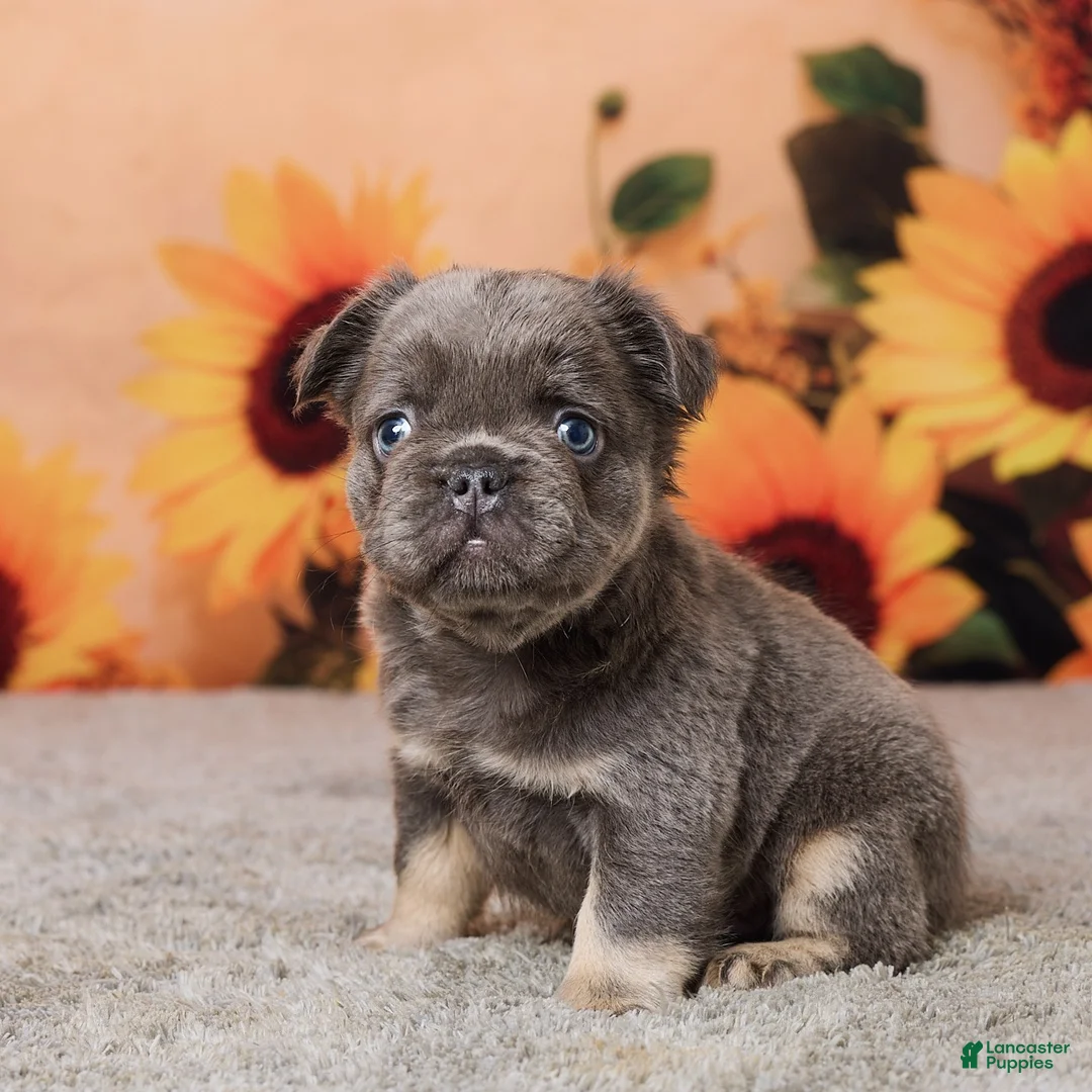 French Bulldog dogs for sale: Bingo - Ad 2