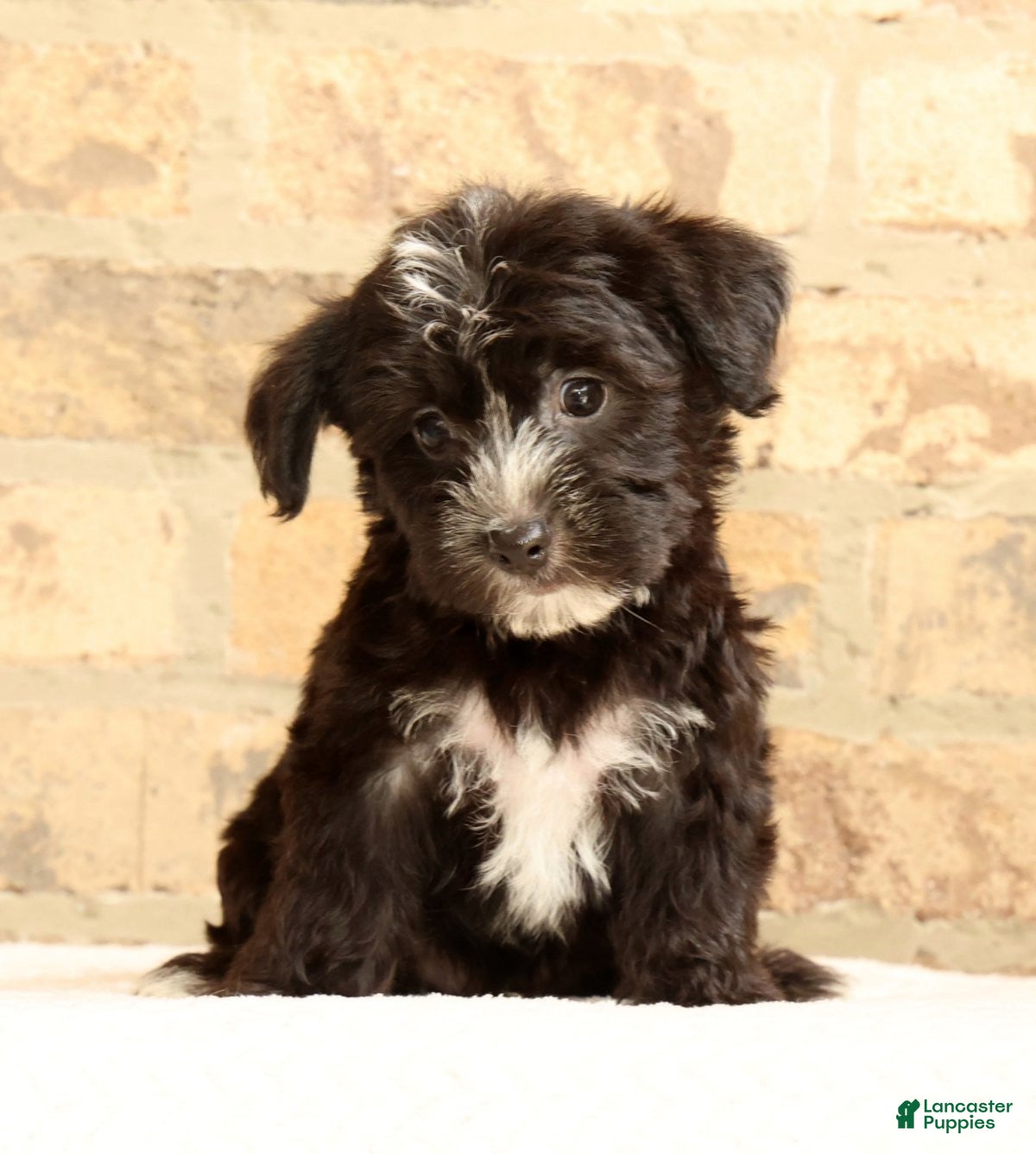 Yochon dogs Snickers - Ad 1