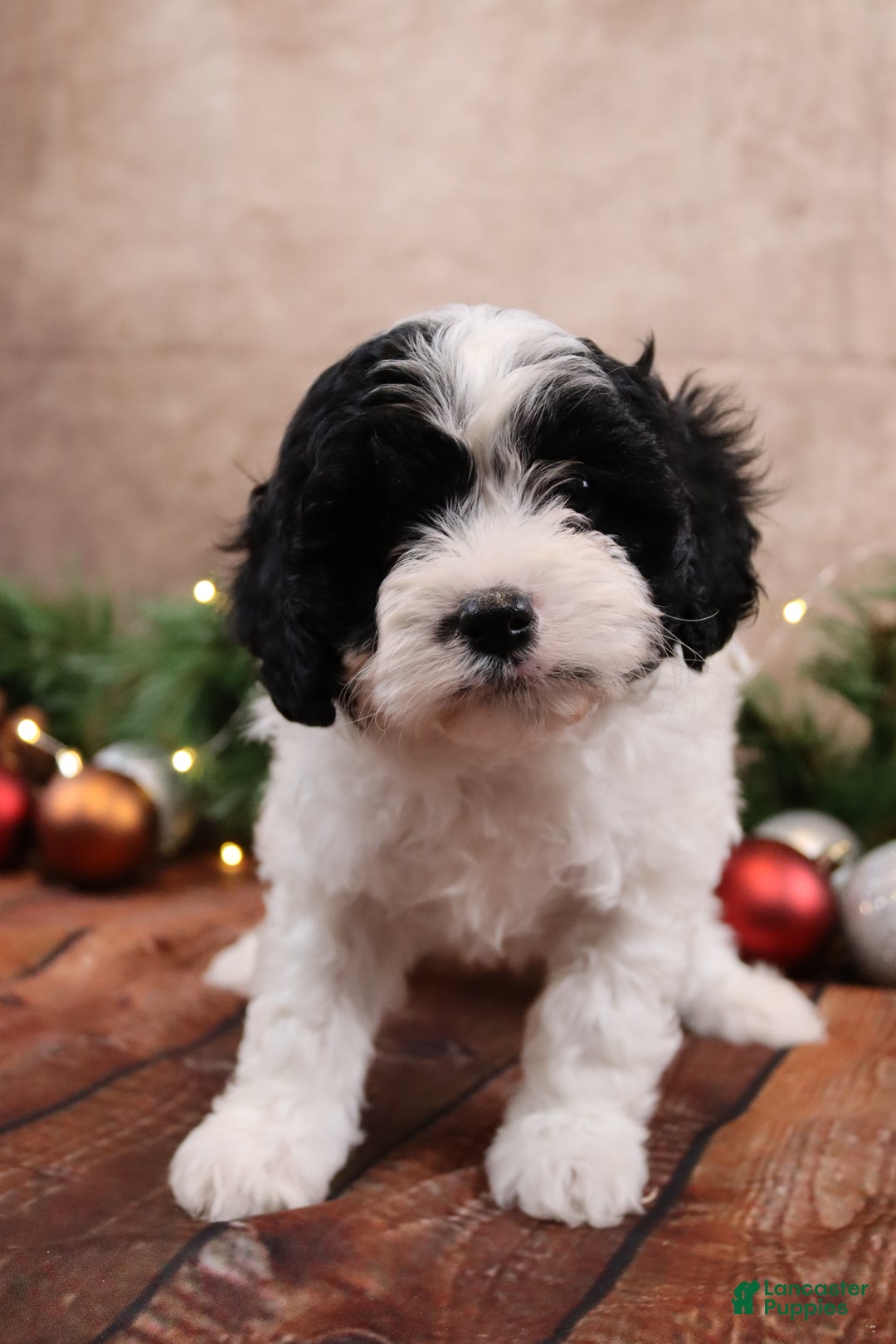 Cavapoo dogs for sale: Star - Ad 2