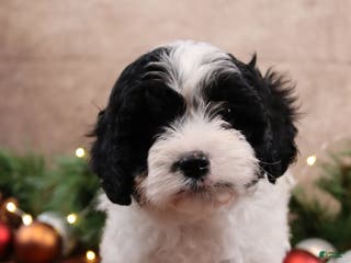 Cavapoo dogs Star - Ad 36