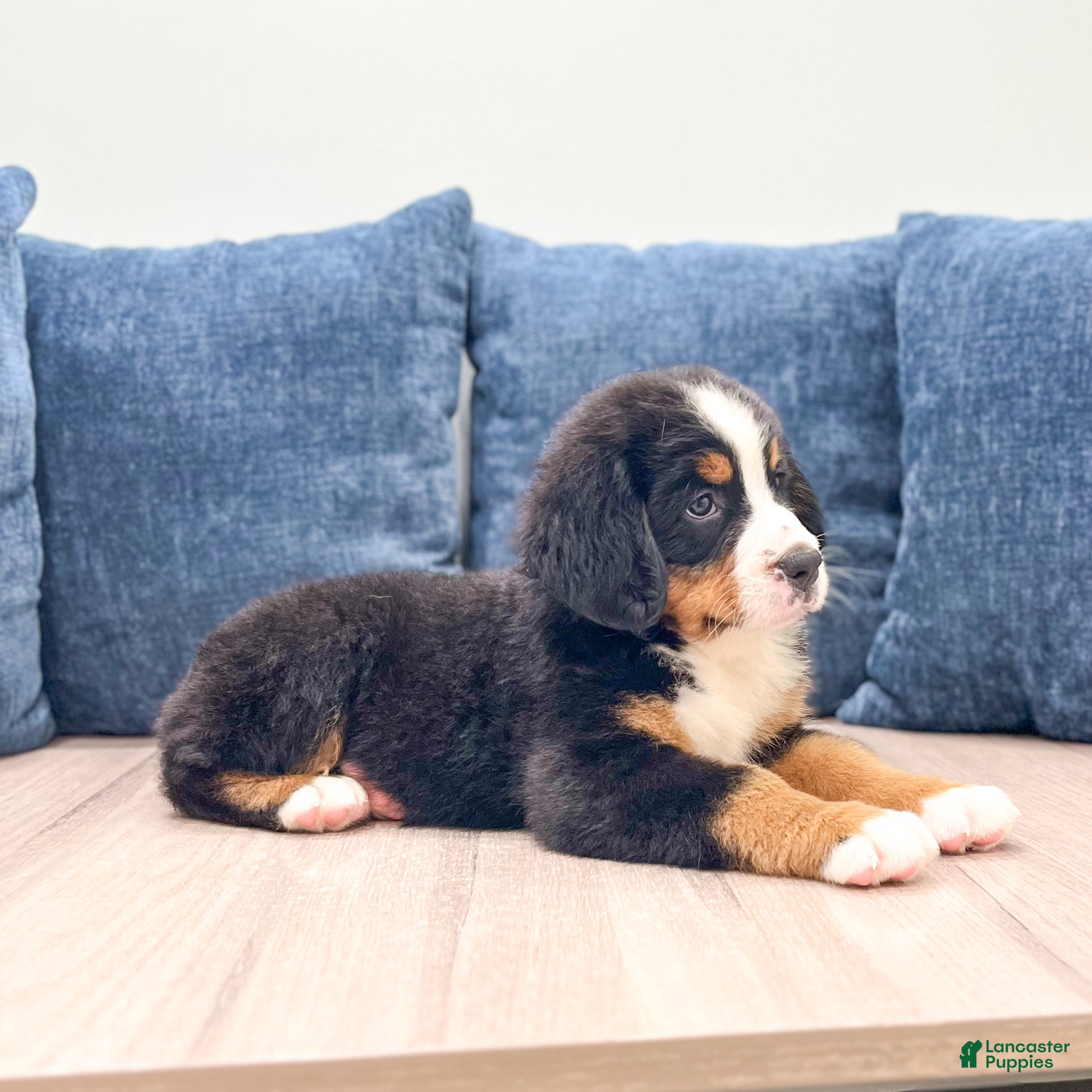 Bernese Mountain Dog dogs Idalia - Ad 2