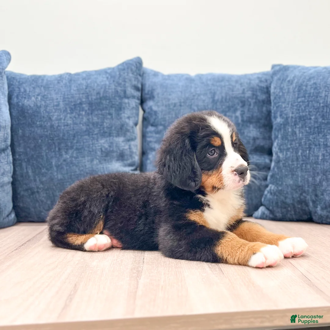 Bernese Mountain Dog dogs for sale: Idalia - Ad 2