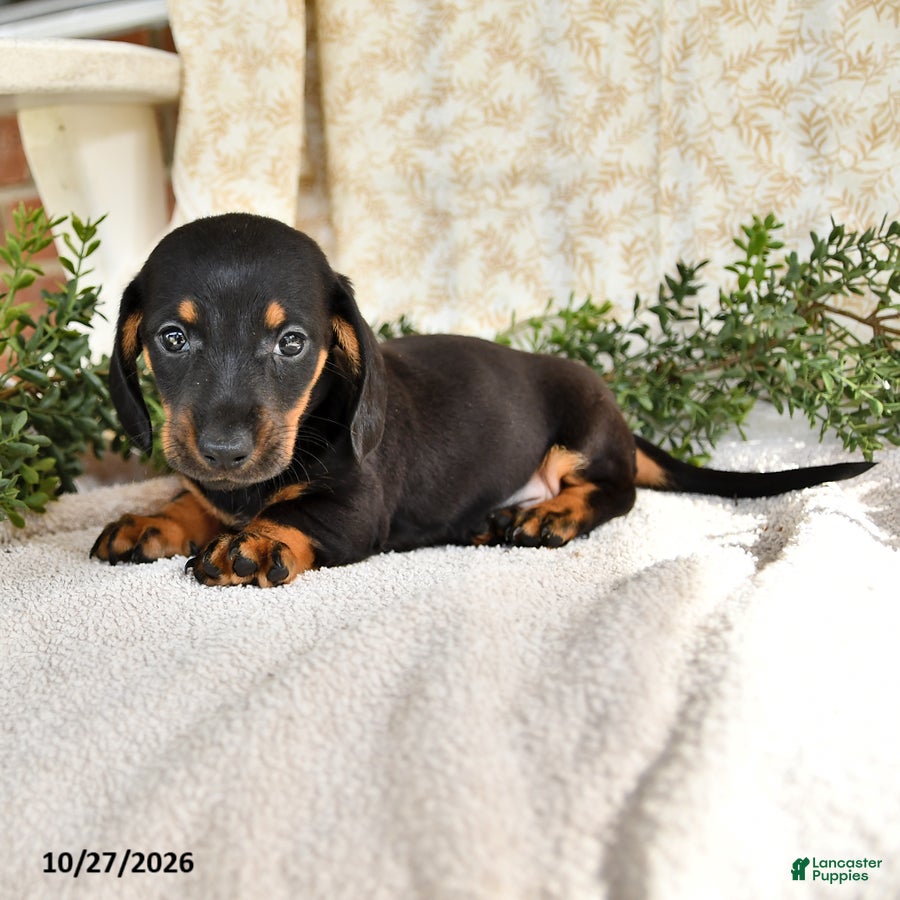 Miniature Dachshund dogs for sale: Junior - Ad 2