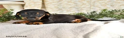 Miniature Dachshund dogs for sale: Junior - Ad 2