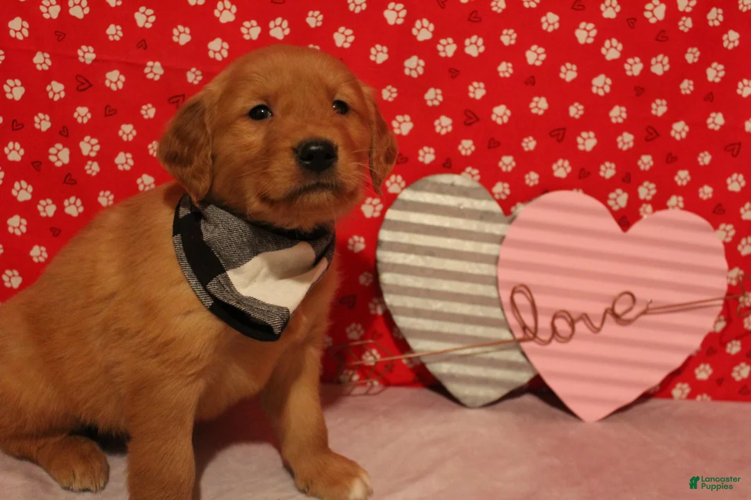 Golden Retriever dogs for sale: Cooper - Ad 7