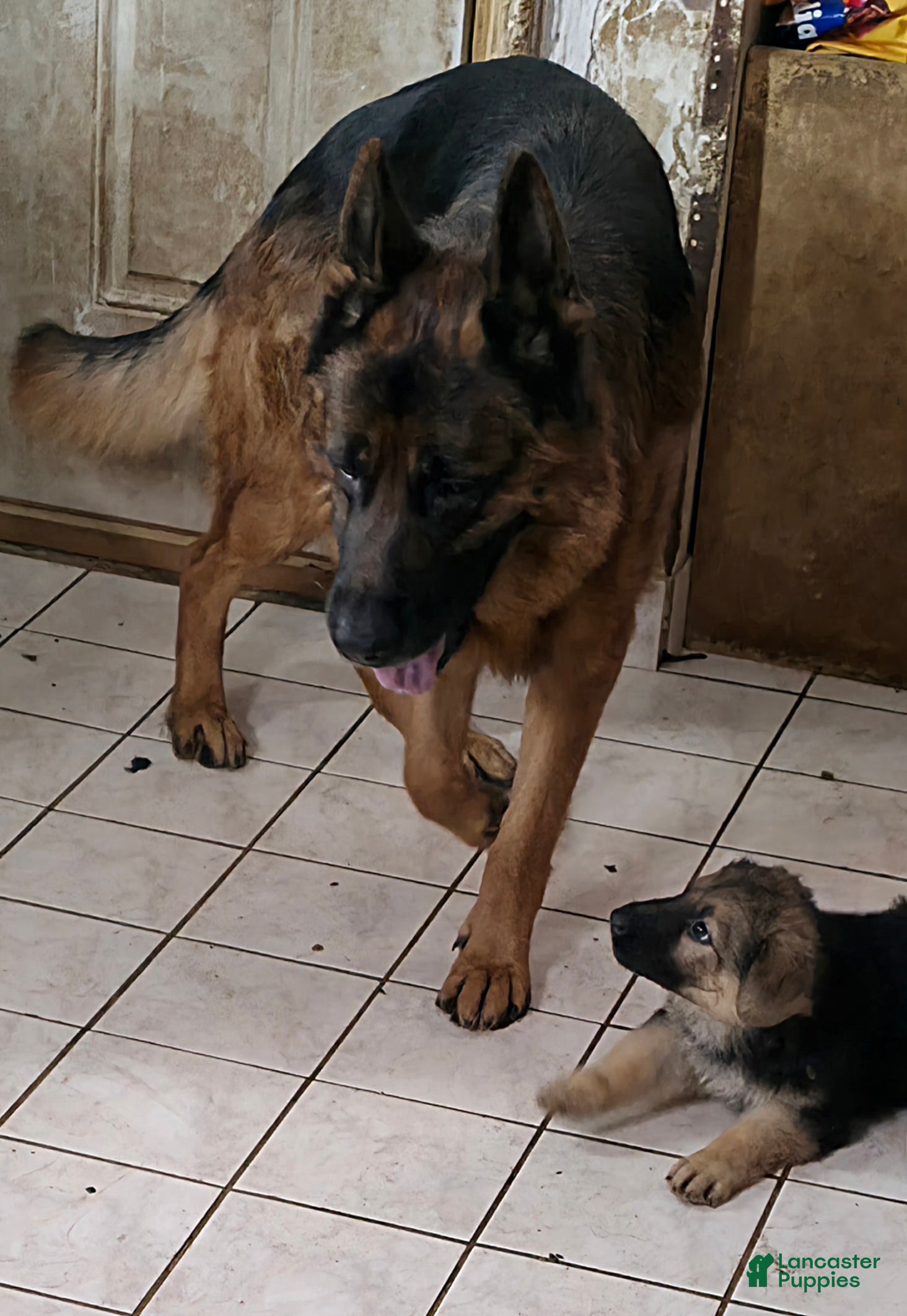 German Shepherd dogs Roy (3) - Ad 17