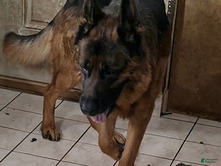 German Shepherd dogs Roy (3) - Ad 17