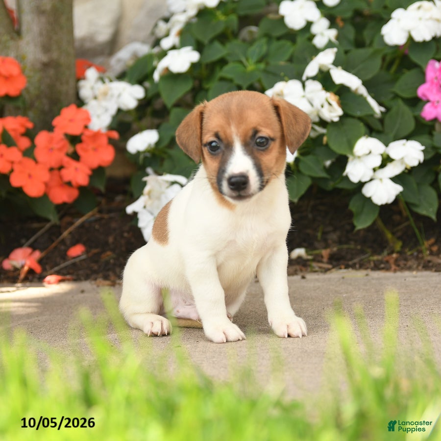 Janson (Jack Russell, Male) in East Earl, PA