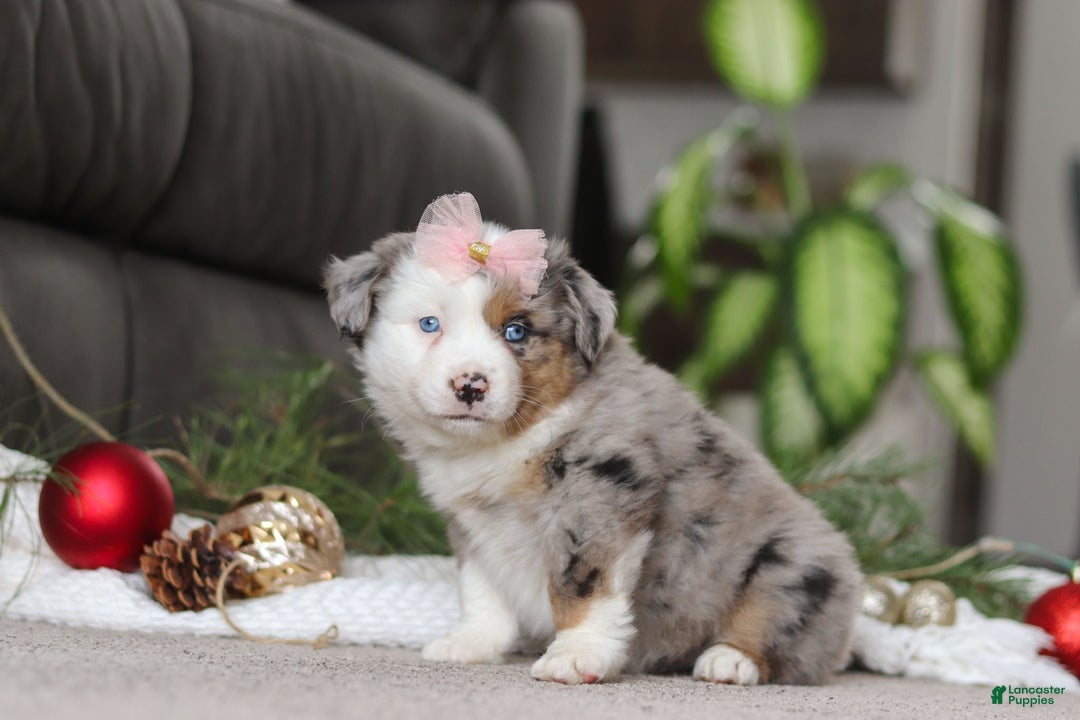 Miniature Australian Shepherd dogs for sale: Abby - Ad 4