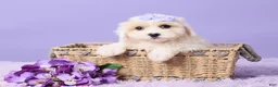 Maltipoo dogs for sale: Issy - Ad 1