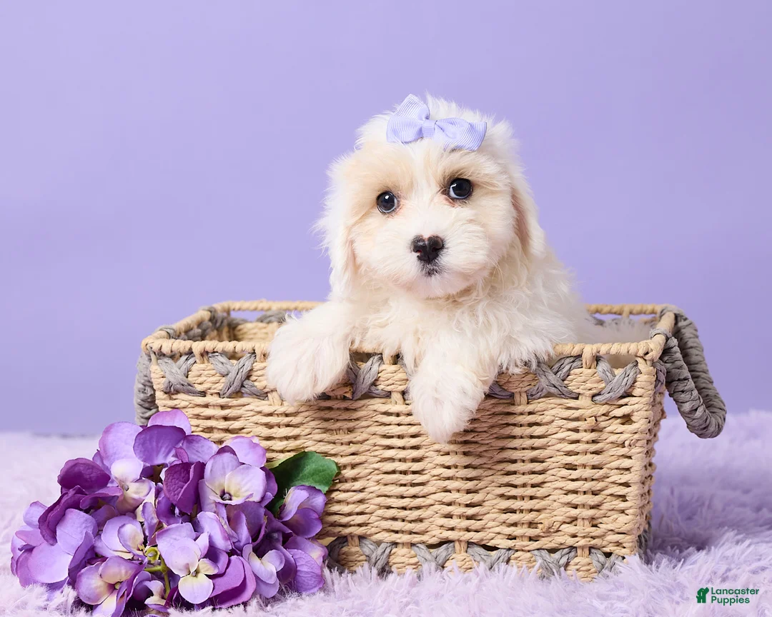 Maltipoo dogs for sale: Issy - Ad 1