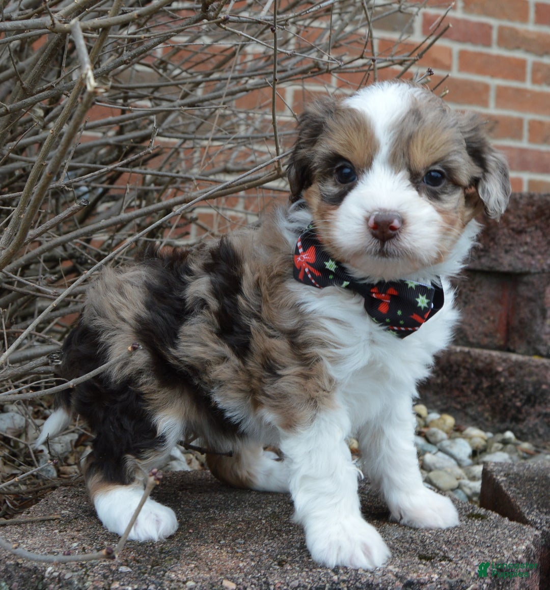 Mini Aussiedoodle dogs for sale: Toy Angel - Ad 7