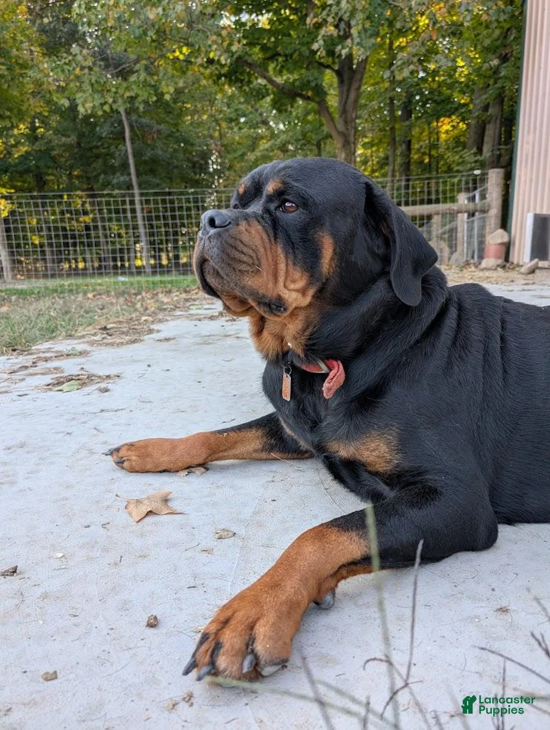 Rottweiler dogs for sale: Rocky - Ad 7
