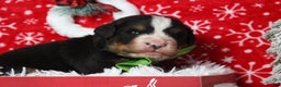 Bernese Mountain Dog dogs for sale: Simba  - Ad 7