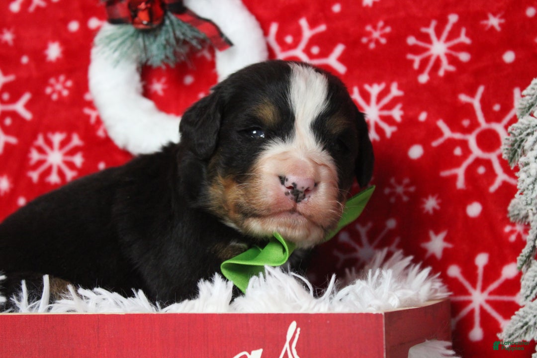 Bernese Mountain Dog dogs for sale: Simba  - Ad 7