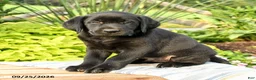 Labrador Retriever dogs for sale: Logan - Ad 1