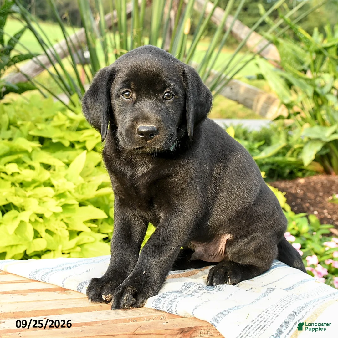 Labrador Retriever dogs for sale: Logan - Ad 1