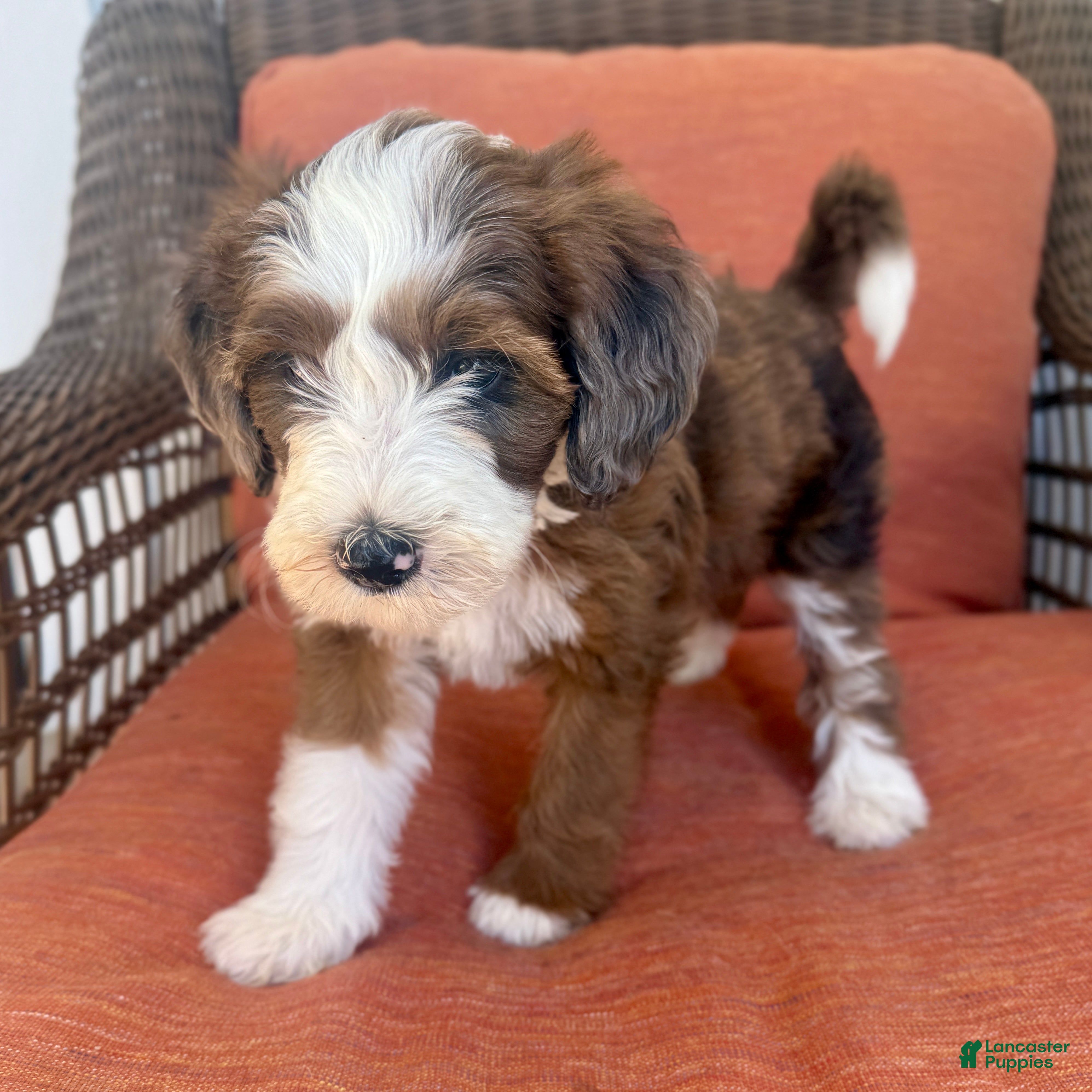 Bernedoodle dogs Annabelle - Ad 1