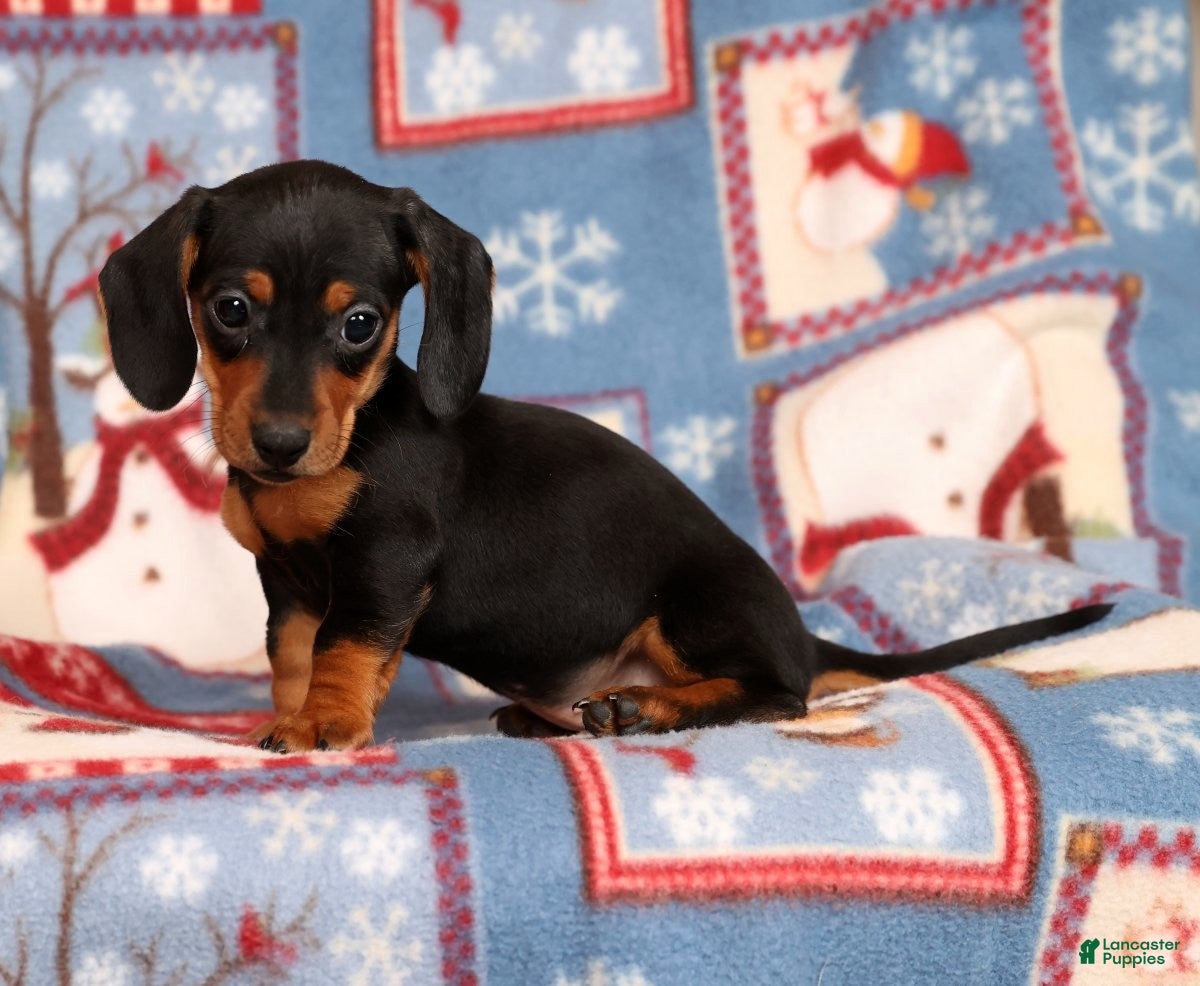 Miniature Dachshund dogs Gretta - Ad 2