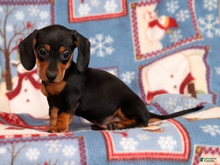 Miniature Dachshund dogs Gretta - Ad 2