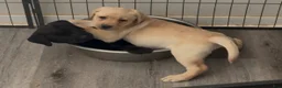 Labrador Retriever dogs for sale: Blue boy  - Ad 13