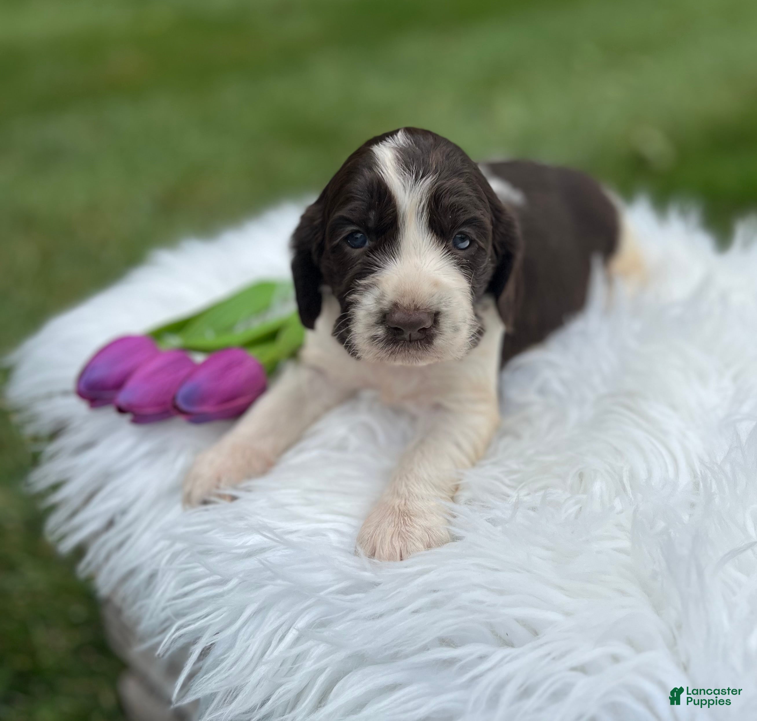 English Springer Spaniel dogs Daphne - Ad 1