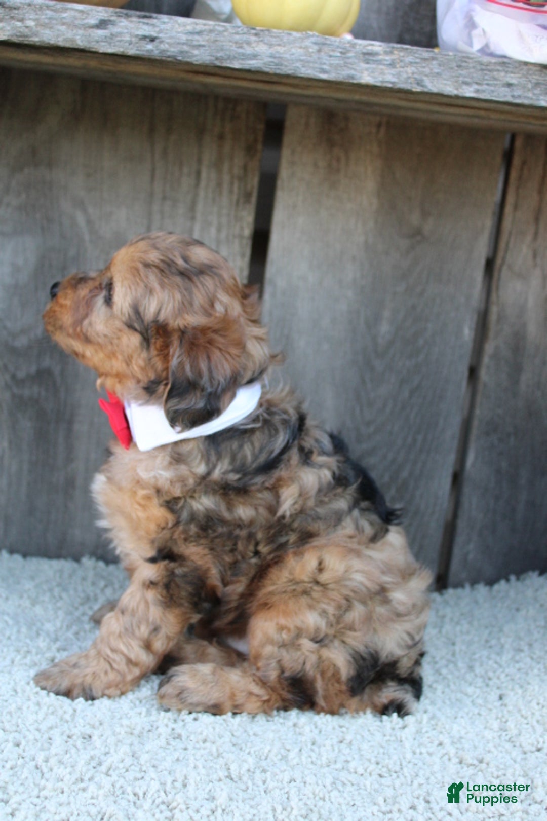 Yorkiepoo dogs for sale: GUNNER - Ad 13