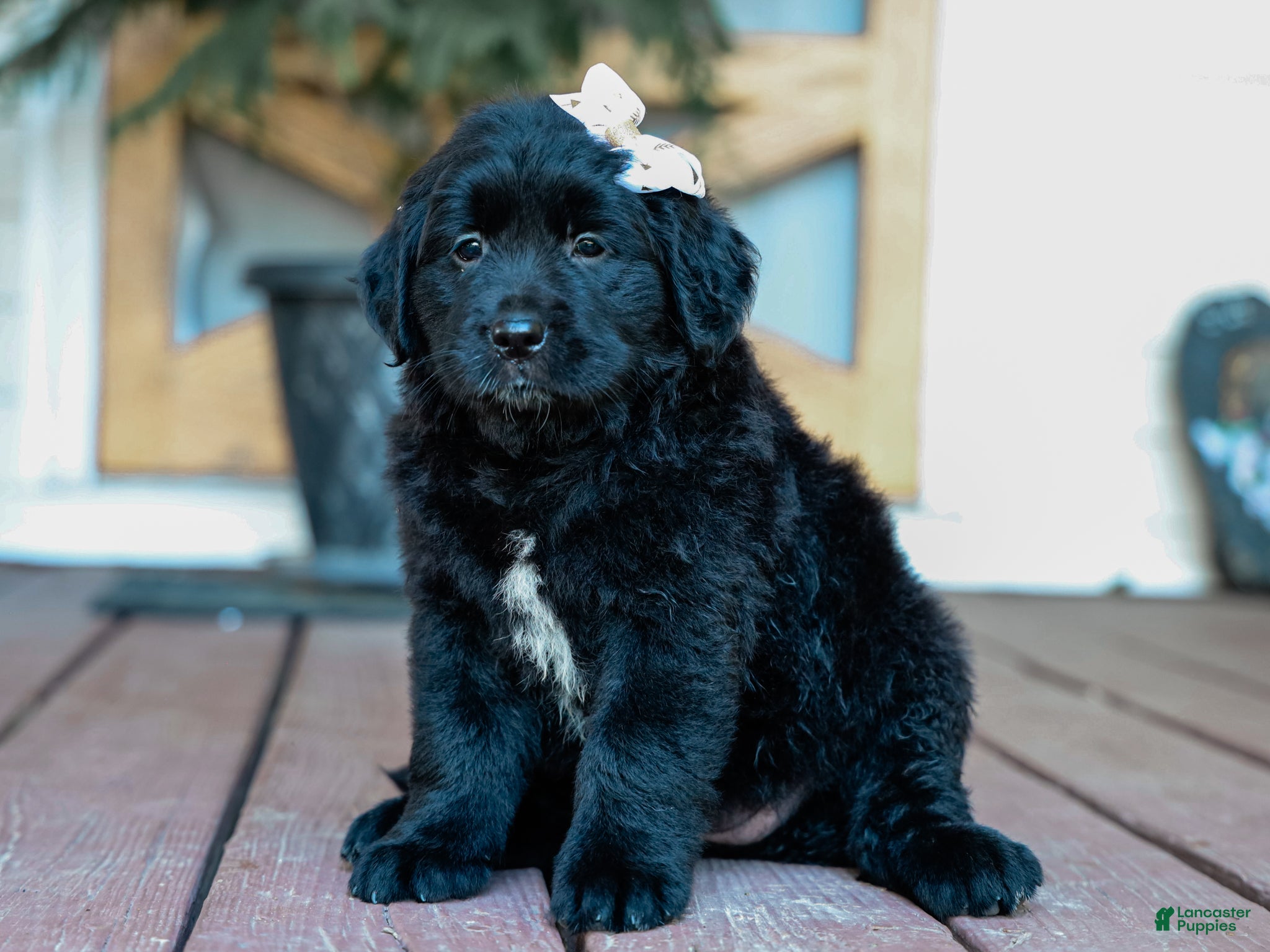 Mixed Breed dogs Courtney Golden Retriever/Jug Puppy - Ad 1