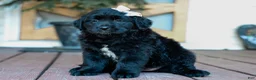 Mixed Breed dogs for sale: Courtney Golden Retriever/Jug Puppy - Ad 1
