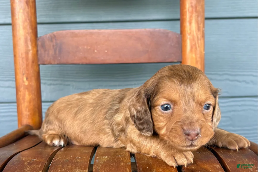 Miniature Dachshund dogs for sale: Velvet - Ad 2