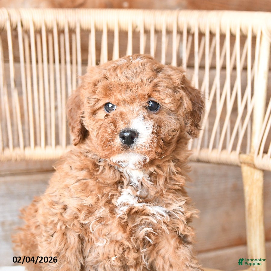 Mini Bernedoodle dogs Peaches - Ad 2