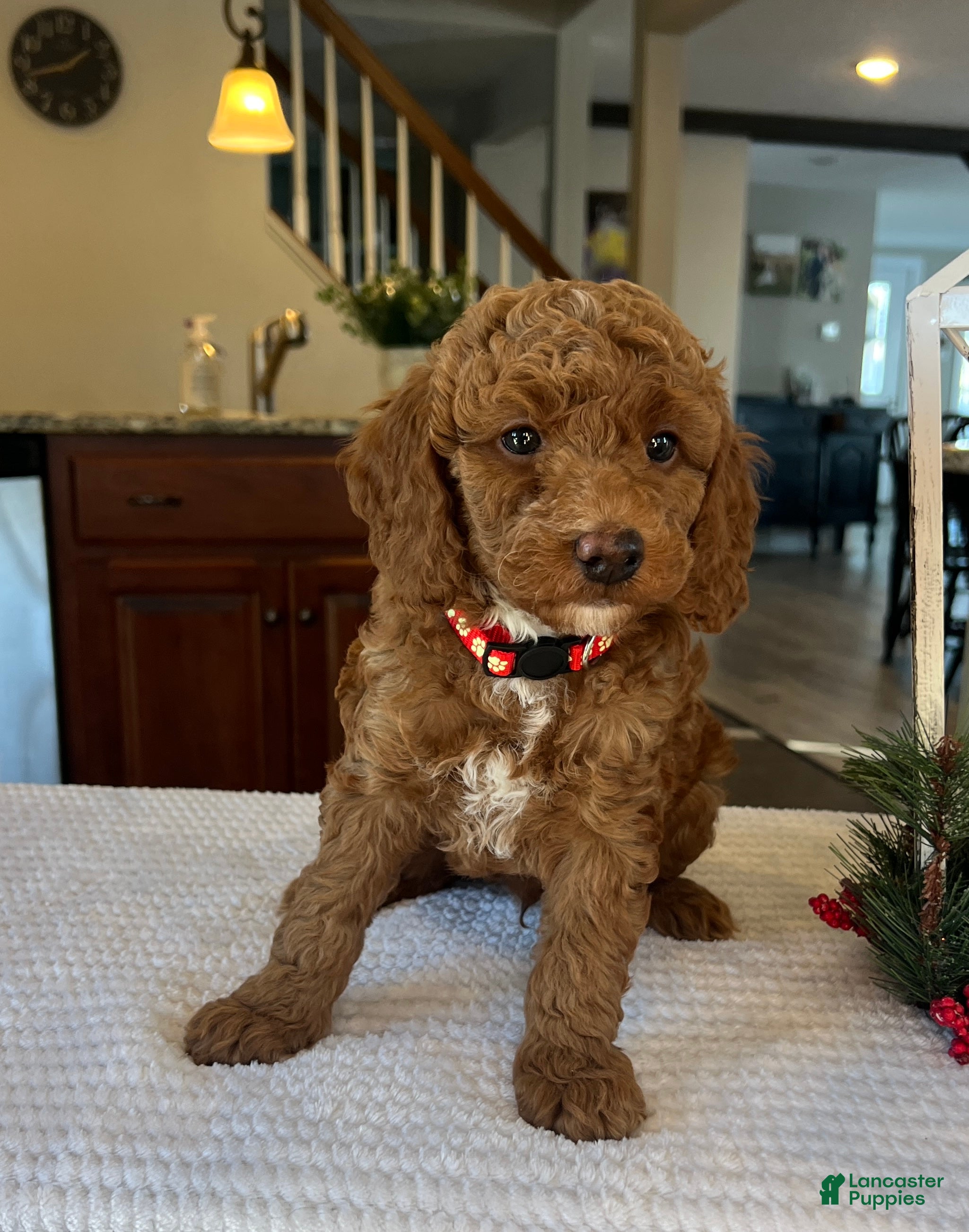 Mini Goldendoodle dogs Blaze - Ad 20