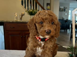 Mini Goldendoodle dogs Blaze - Ad 34