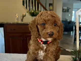 Mini Goldendoodle dogs Blaze - Ad 6