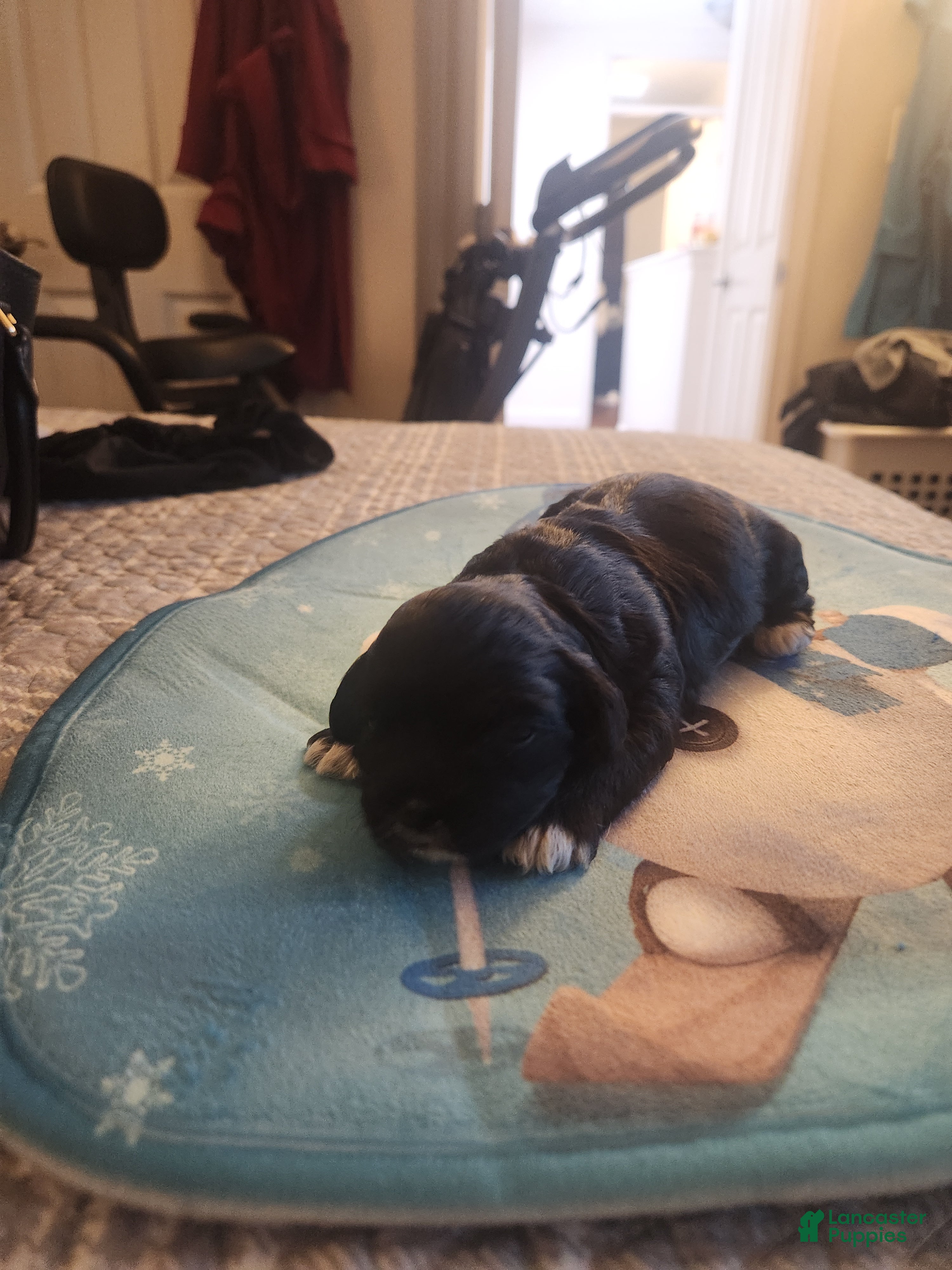 Shih Tzu dogs Shih Tzu Puppy 5 - Ad 15