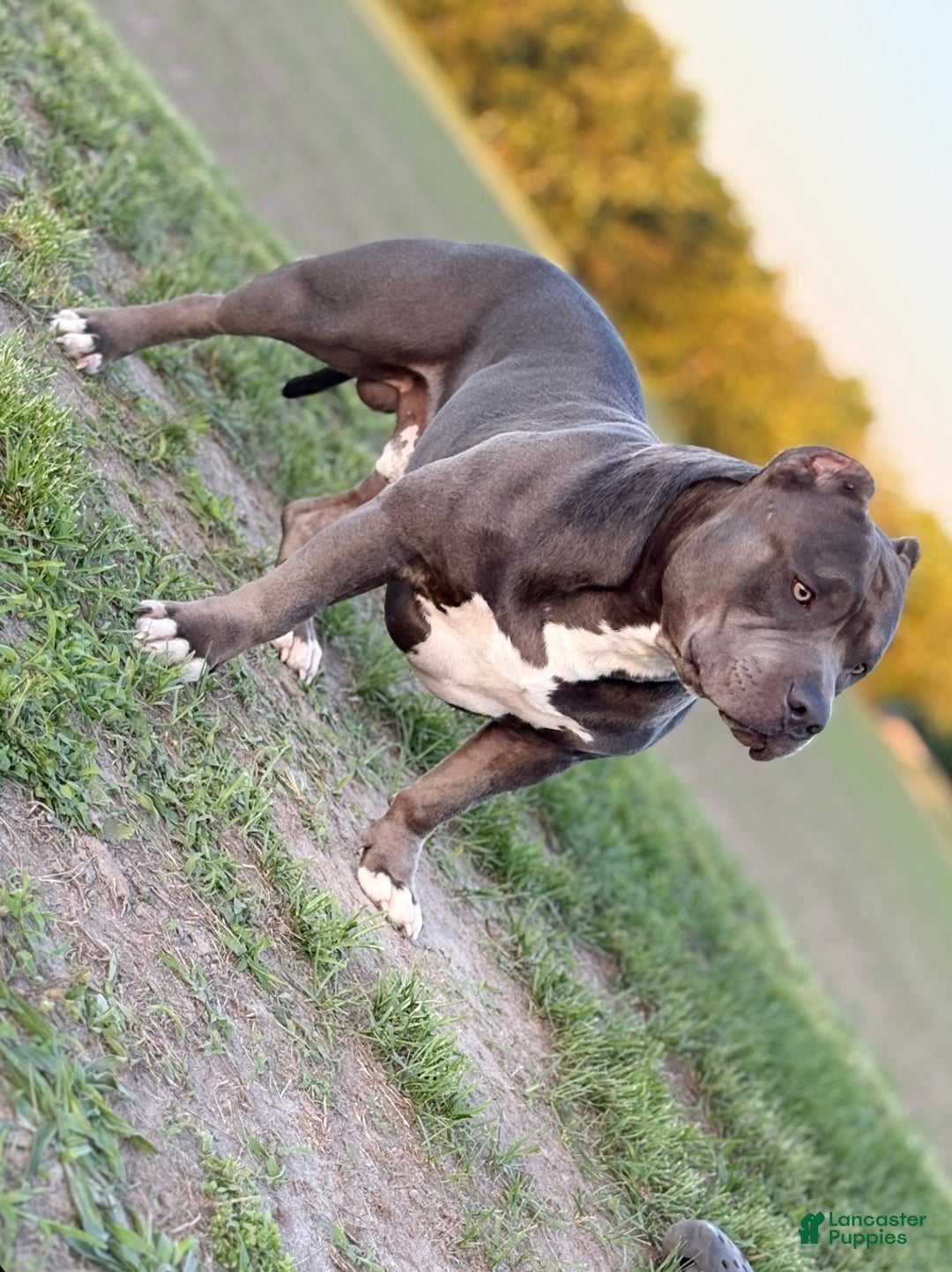 American Bully dogs for sale: American Bully Puppy 1 - Ad 4