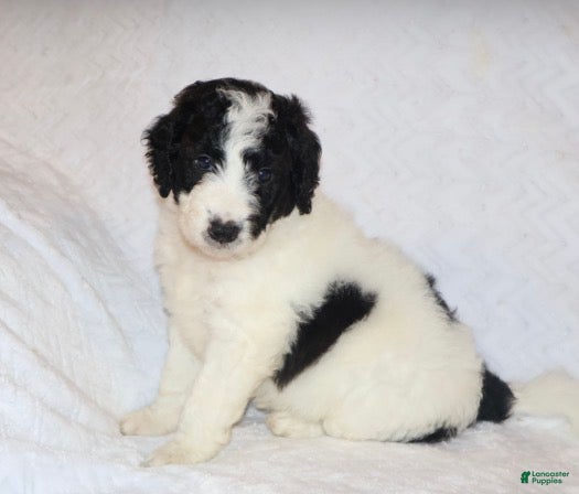 Mini Goldendoodle dogs Rita - Ad 1