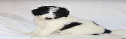Mini Goldendoodle dogs for sale: Rita - Ad 1