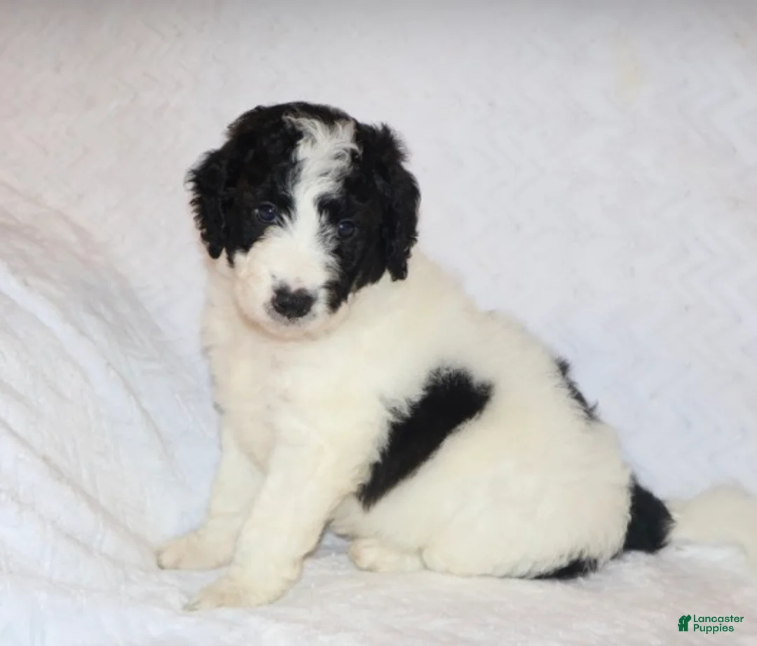 Mini Goldendoodle dogs for sale: Rita - Ad 1