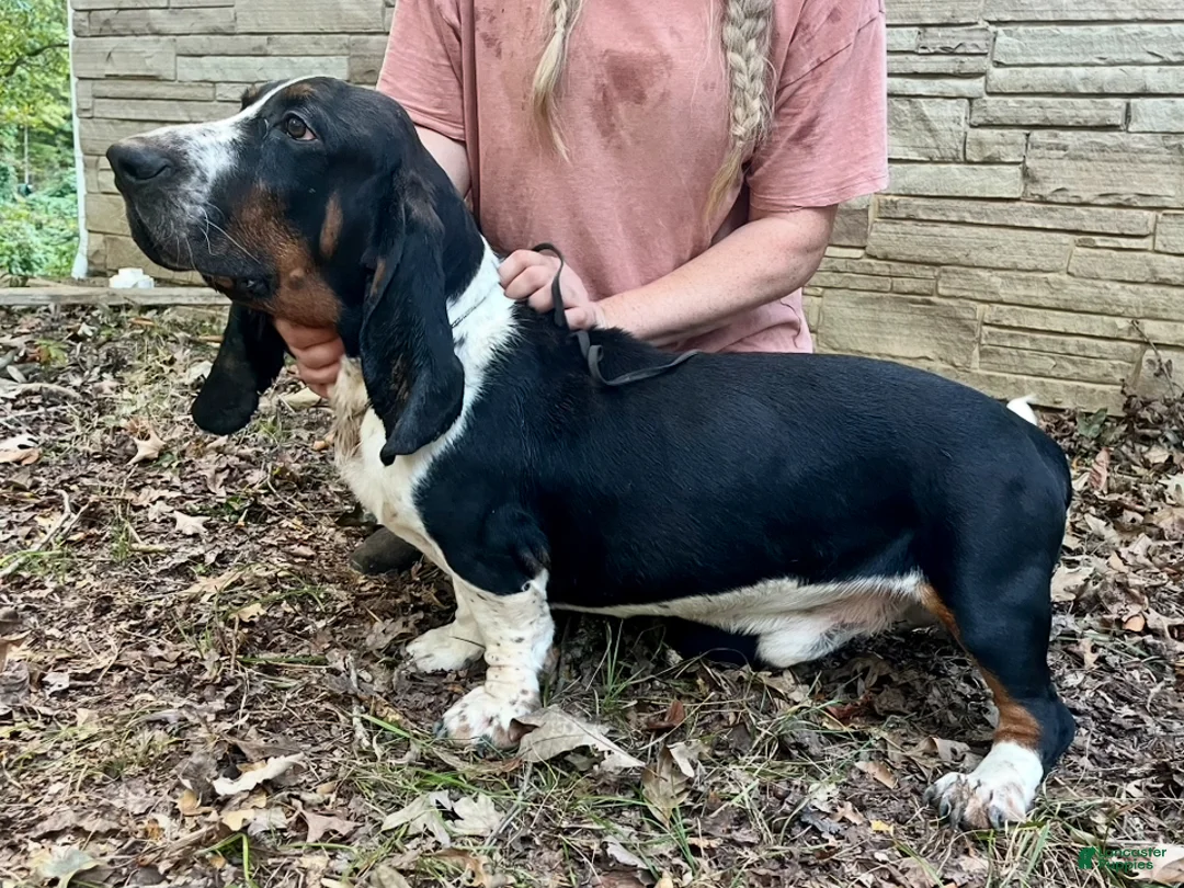 Basset Hound dogs for sale: Basset Hound Puppy 3 - Ad 3