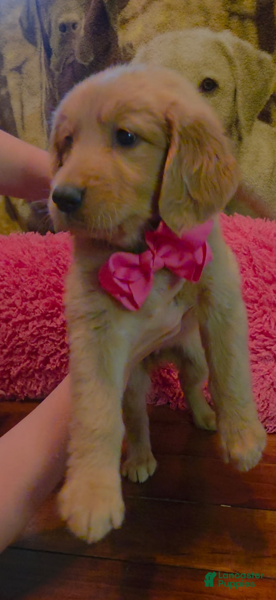 Golden Retriever dogs AKC Cinnamon - Ad 2