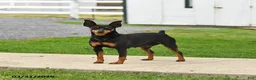 Miniature Pinscher dogs for sale: Twinkle - Ad 6