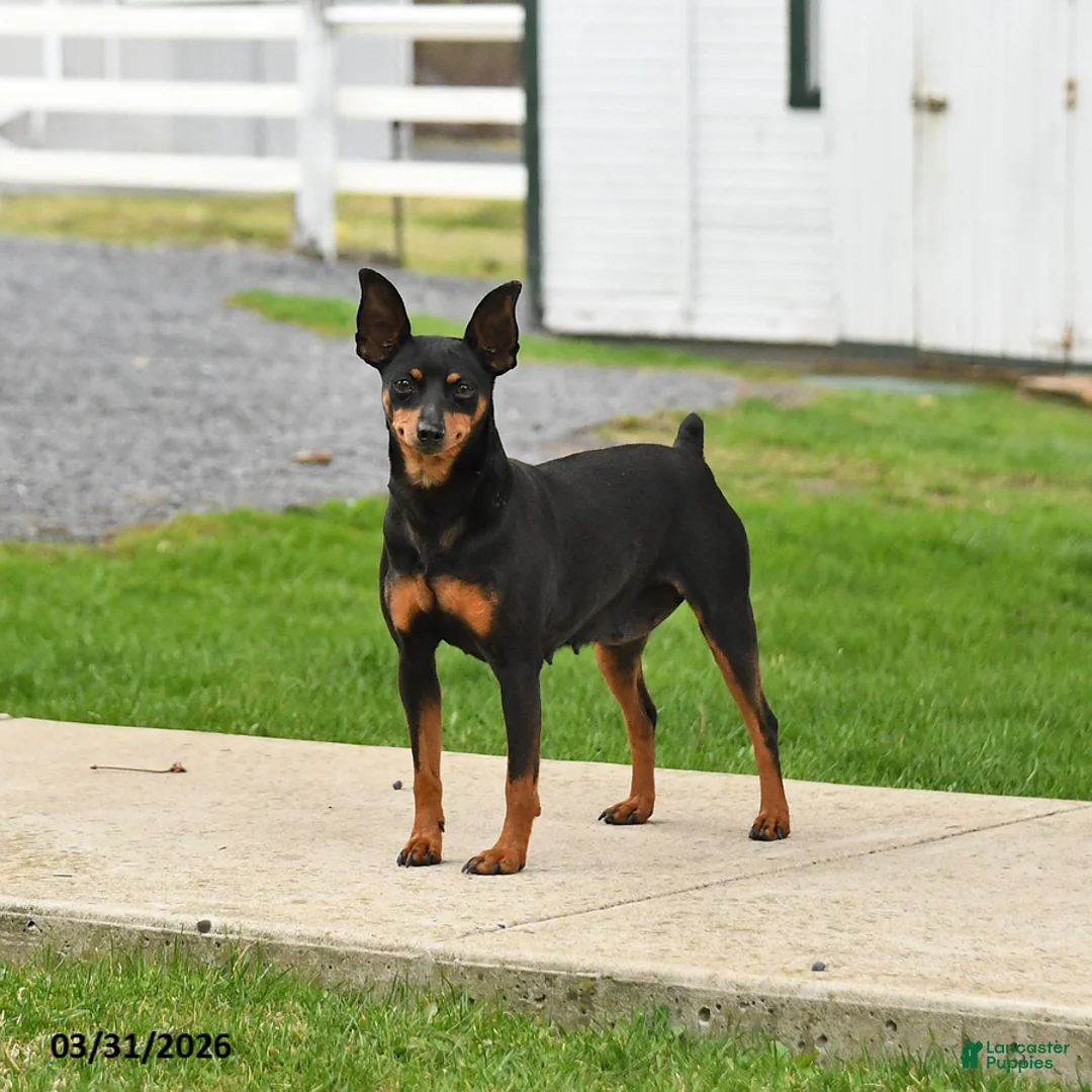 Miniature Pinscher dogs for sale: Twinkle - Ad 6