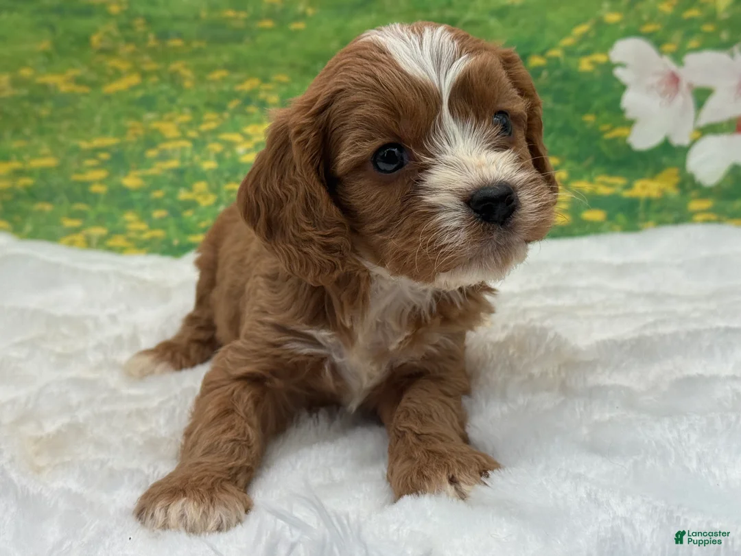 Cavapoo dogs for sale: Kingston - Ad 2