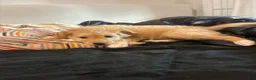 Mixed Breed dogs for sale: Mila - Ad 1